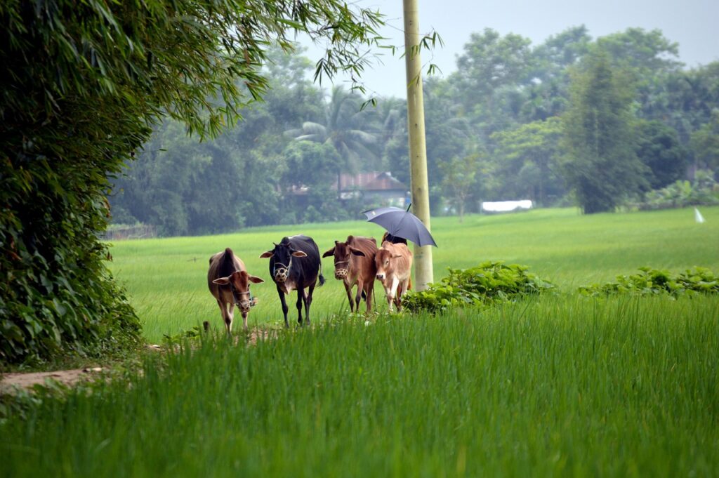 सपने